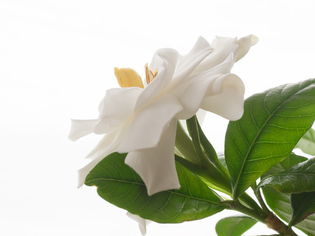 Beautiful white gardeniaの写真素材