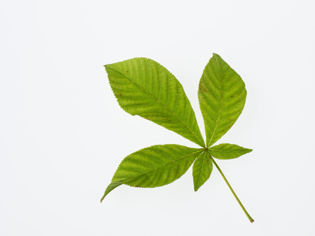 Green horse chestnut isolated on white backgroundの写真素材