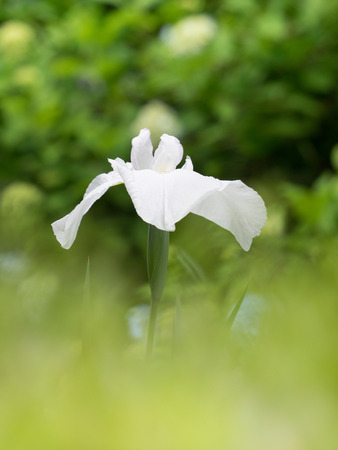 Beautiful Japanese iris in early summerの写真素材