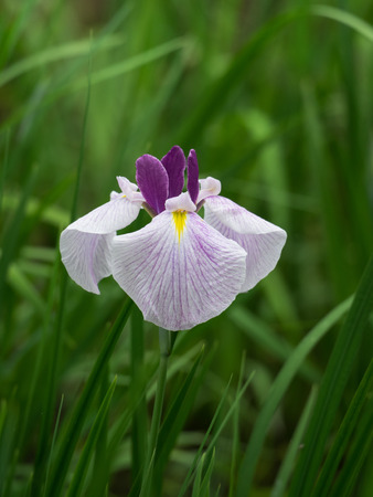 Beautiful Japanese iris in early summerの写真素材