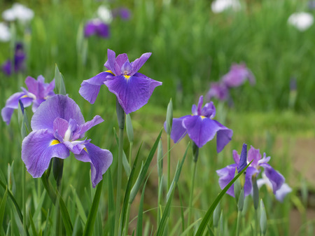 Beautiful Japanese iris in early summerの写真素材