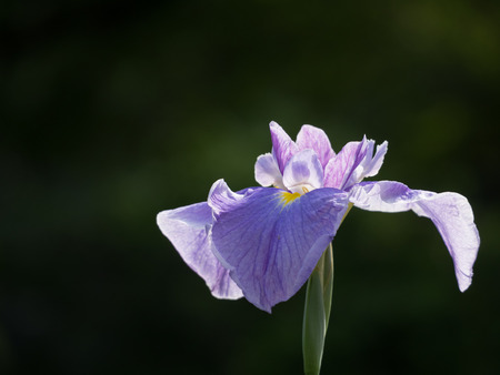 Beautiful Japanese iris in early summerの写真素材