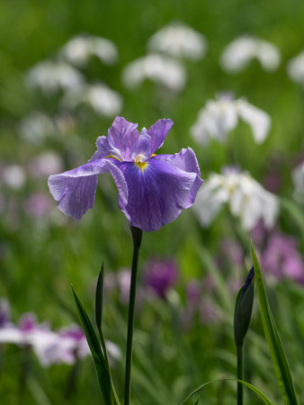 Beautiful Japanese iris in early summerの写真素材