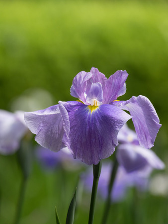 Beautiful Japanese iris in early summerの写真素材