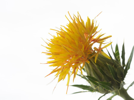 Bright orange safflower on white backgroundの写真素材