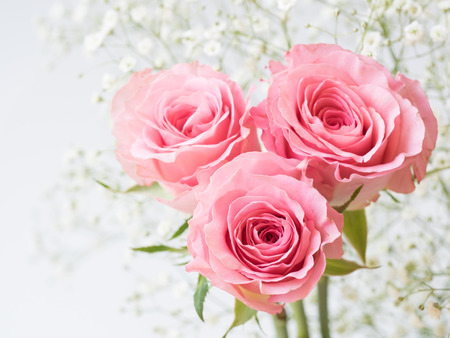 Beautiful pink rose with baby s breath on white backgroundの写真素材