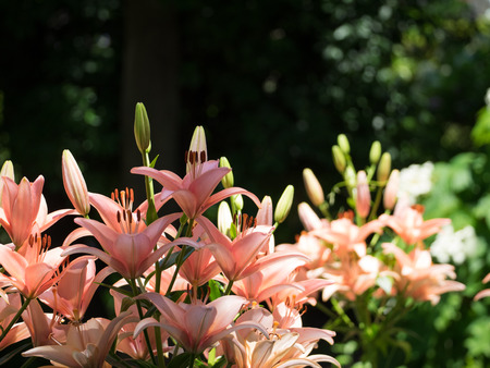 Beautiful lily in the sunlight of the early summerの写真素材