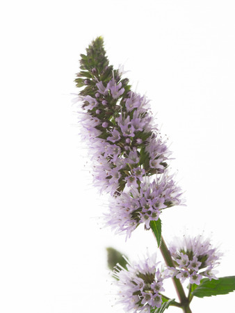 Flower of the peppermint on white backgroundの写真素材