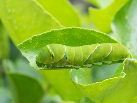 Green caterpillar_Larva of the swallowtail butterfly