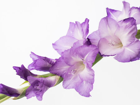 Beautiful purple gladiolusの写真素材