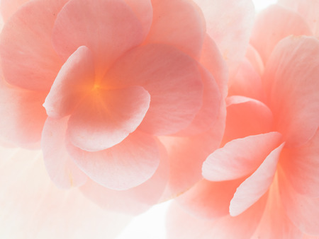 Tropical pink begonia on white backgroundの写真素材