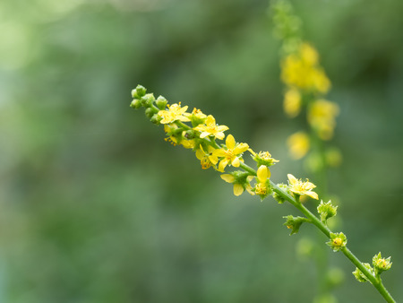 Medicinal herb Agrimony blooming in summer of the Japanese forestの写真素材