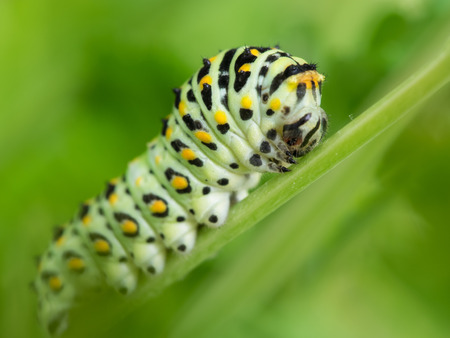 4 age larvae of the papilio machaonの写真素材