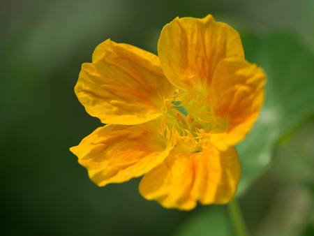 Beautiful nasturtium which is popular in herbの写真素材