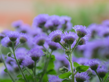 Beautiful bluish violet Ageratum in the flower bed
