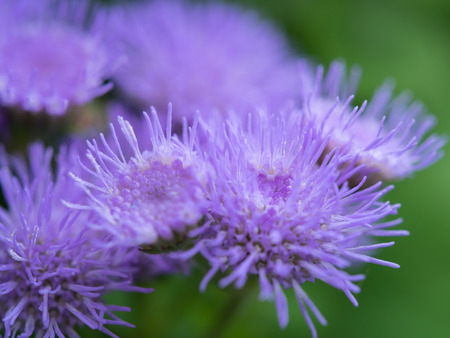 Beautiful bluish violet Ageratum in the flower bed