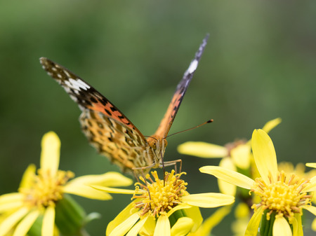 A fritillary and Japanese silverleafの写真素材