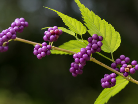 Japanese beautyberry in the Japanese autumn forestの写真素材