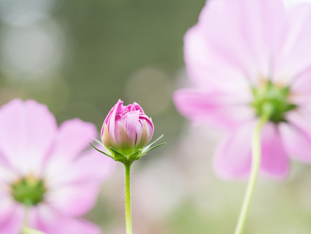 Bud of the cosmos in the flower gardenの写真素材