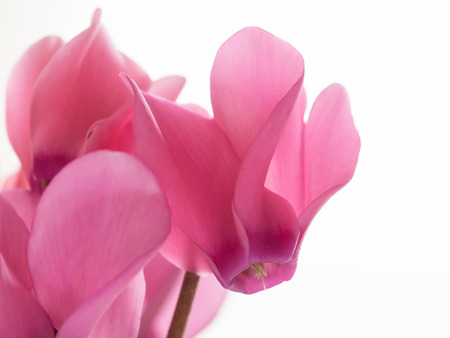 Beautiful cyclamen on white backgroundの写真素材
