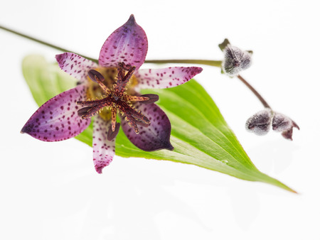 Beautiful purplish red Toad lily on white backgroundの写真素材