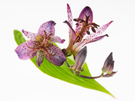 Beautiful purplish red Toad lily on white backgroundの写真素材