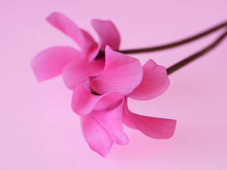 Beautiful purplish red cyclamen on the pink backgroundの写真素材