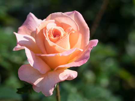 Beautiful salmon pink-colored roseの写真素材