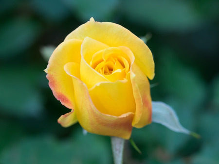 Bud of the yellow roseの写真素材