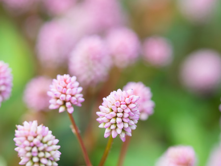 Small pretty smart weed in the fieldの写真素材