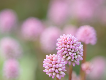 Small pretty smart weed in the fieldの写真素材
