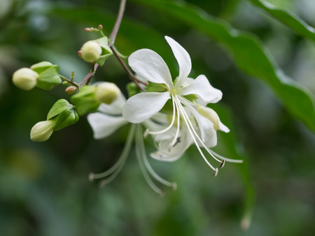 Beautiful white clerodendrum wallichiiの写真素材