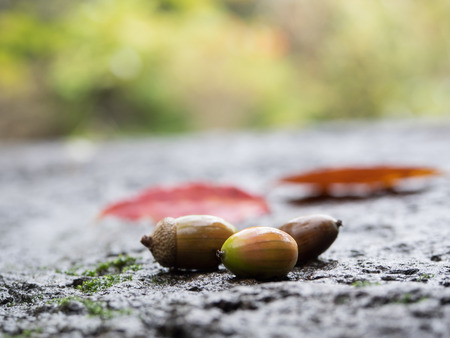 Nut of the forest autumn in stillnessの写真素材