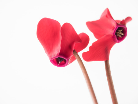 Beautiful bright red cyclamen on white backgroundの写真素材