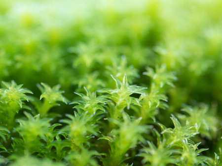 The moss which I reduce CO2, and helps the global environment