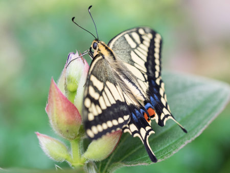 The common yellow swallowtail の写真素材