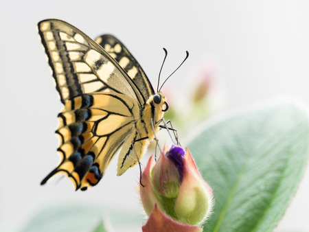 Old World Swallowtail and Bud of the Spider flowerの写真素材