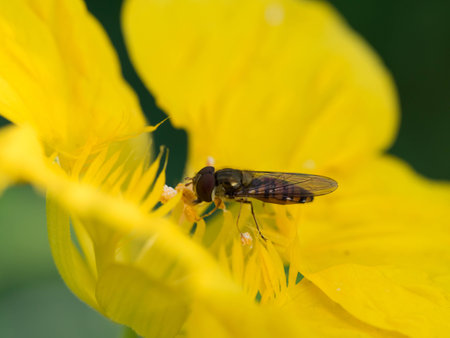 The drone fly which absorbs the honey of the nasturtium