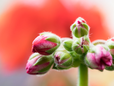 Bud of the red begoniaの写真素材