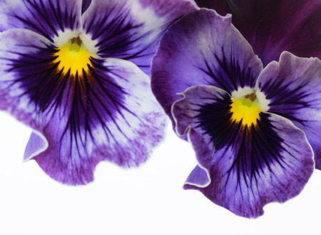 Beautiful purple pansy of the white background