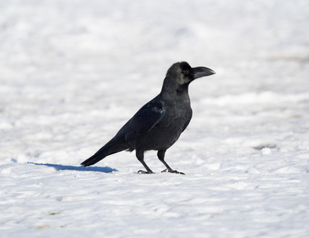 Jungle Crow of the surface of the snow
