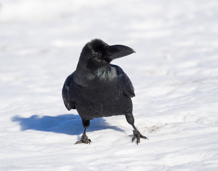 Jungle Crow of the surface of the snowの写真素材