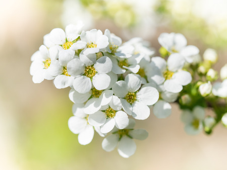 White small flower of the spiraea blooming in springの写真素材