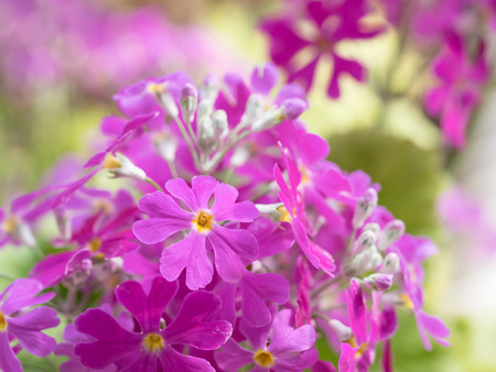 Beautiful primrose of the spring flower bedの写真素材