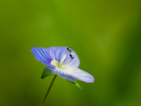 Small Veronica persica in spring fieldの写真素材