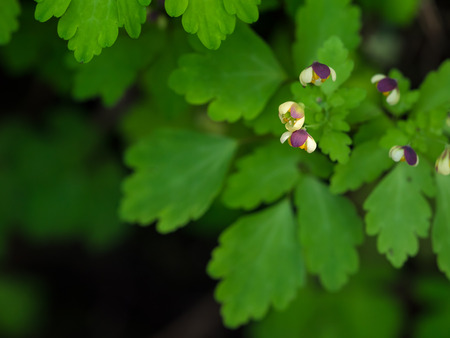 Small cute nature flower _ Dichocarpum nipponicumの写真素材