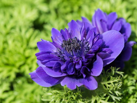 Beautiful purple double anemone in the spring flower bedの写真素材