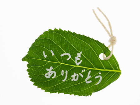 Message written on the leaf_Thank youの写真素材