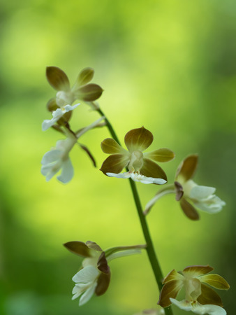 Ebine is Fields flower which grows wild in Japan Korea Chinaの写真素材