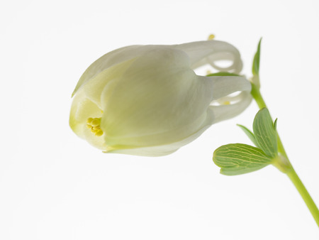 Bud of the neat and clean Aquilegia akitensisの写真素材